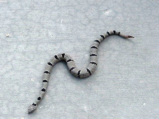 Juvenile Klauberi.jpg [50 Kb]